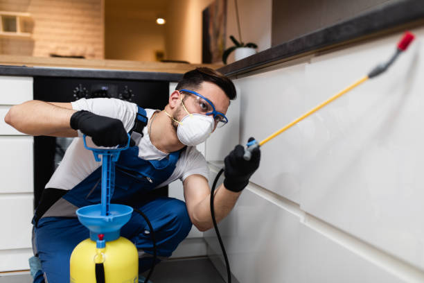Best Rat Extermination Near Me  in St Elmo, IL