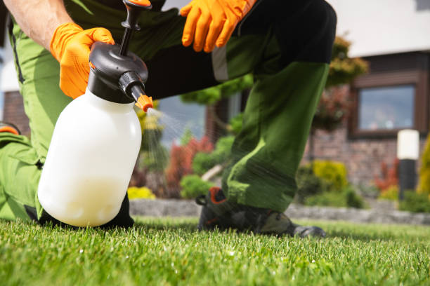 Best Insect Control  in St Elmo, IL