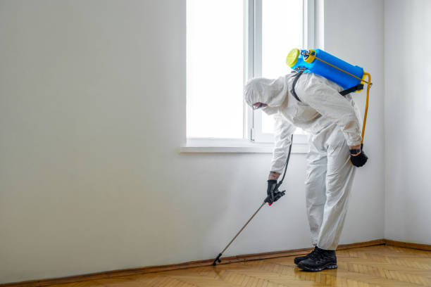 Best Emergency Pest Control  in St Elmo, IL