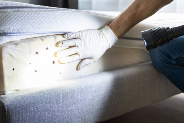 Best Affordable Pest Control Services  in St Elmo, IL
