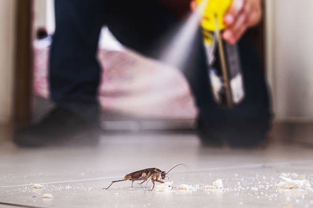 Best Affordable Pest Control Services  in St Elmo, IL