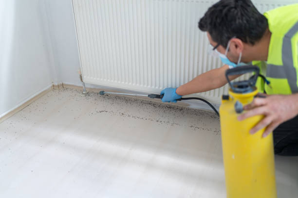 Best Wasp Removal Services  in St Elmo, IL