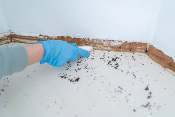 Reliable St Elmo, IL Pest Control Solutions